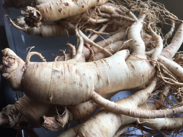 高麗人参