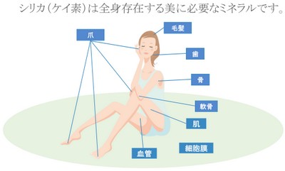 シリカ（ケイ素）とは、体内で作ることができないミネラル