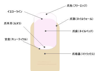 爪の構造