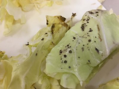 キャベツの黒い斑点